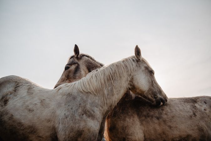 Funny horses on meadow