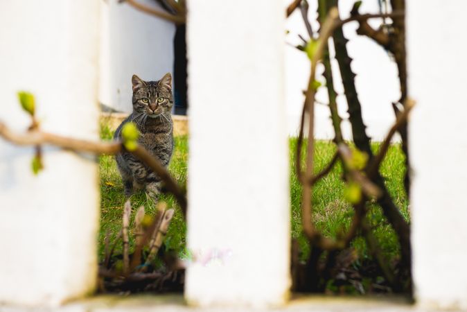 Cat behind fence in garden
