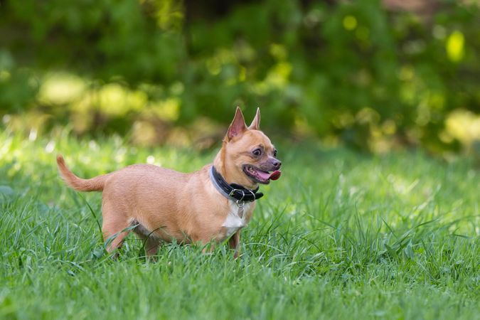 Brown small dog on green grass field