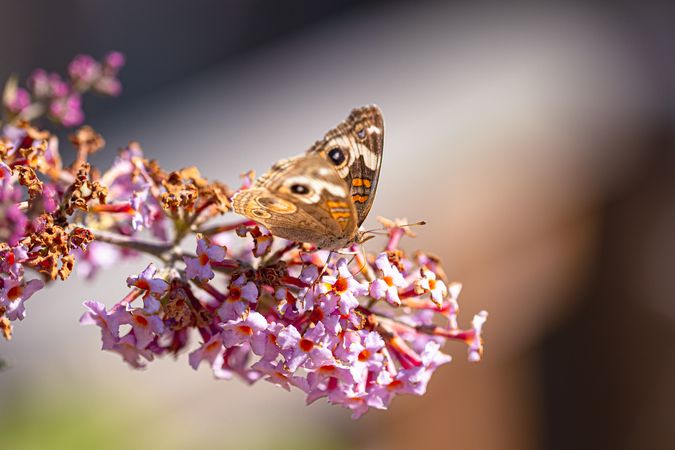 Side view of common buckeye butterfly on pink flower