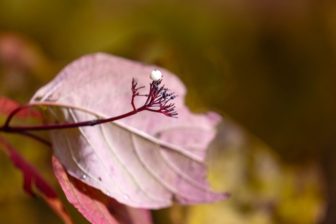 Close up of leaf details