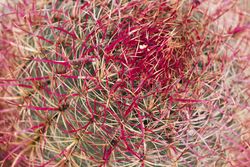 California barrel cactus with red spikes detail