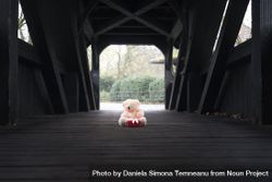 Stuffed bear toy and gift on a bridge 49EdB4