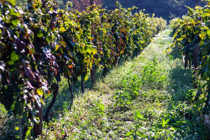 Sunny vineyard in Lopota