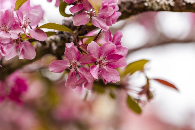 Close up of tree with small pink flowers
