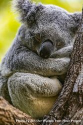 Koala Sleeping in Eucalyptus Tree 5rn2d5
