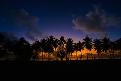 Palm trees at sunset