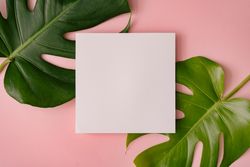Monstera leaves on pastel coral background with paper card note
