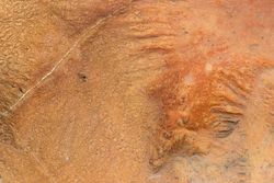 Surface of river soil with minerals