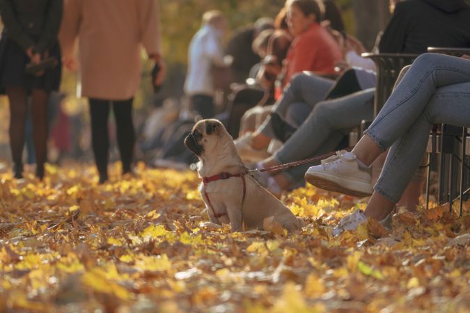 Fawn pug on brown dried leaves in a park with people nearby