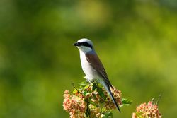 Great grey shrike on pink flower