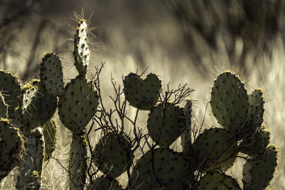 Prickly Pear cactus in the shape of a heart in Tucson, Arizona