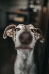 Funny greyhound looking out window