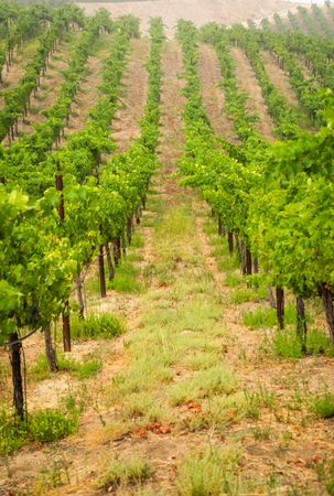 Beautiful Wine Grape Vineyard In The Morning Sun