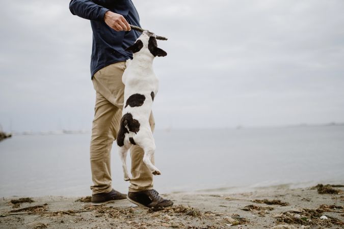 Crop man playing with dog on beach