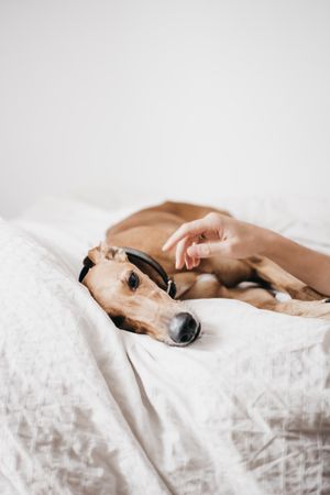 Funny dog resting on bed caressed by human