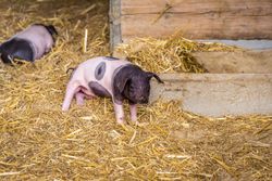 Baby pig in its coop