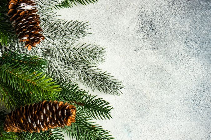 Christmas branch & pine cones on grey background