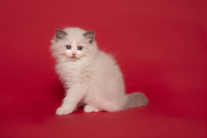 Cute ragdoll kitten with blue eyes sitting on a red background
