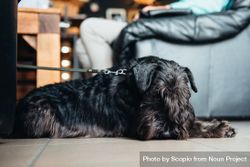 Spanish water dog on leash near leather sofa 4NB3e4