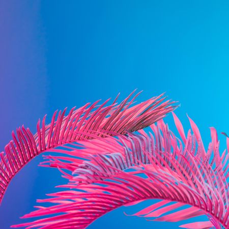 Palm leaves lit in bright pink on a blue background
