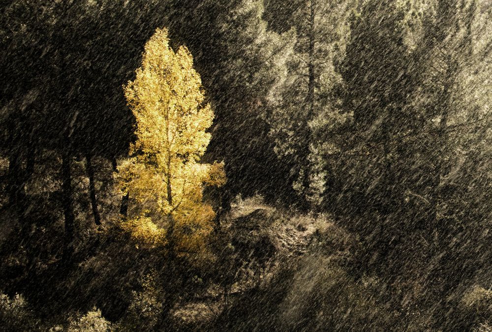 Trees growing near wonderful mountain range in a snowy day