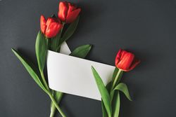 Tulips on gray background with paper card