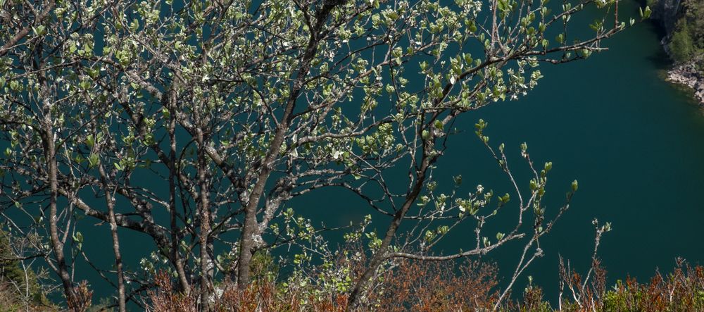Wide shot of budding tree