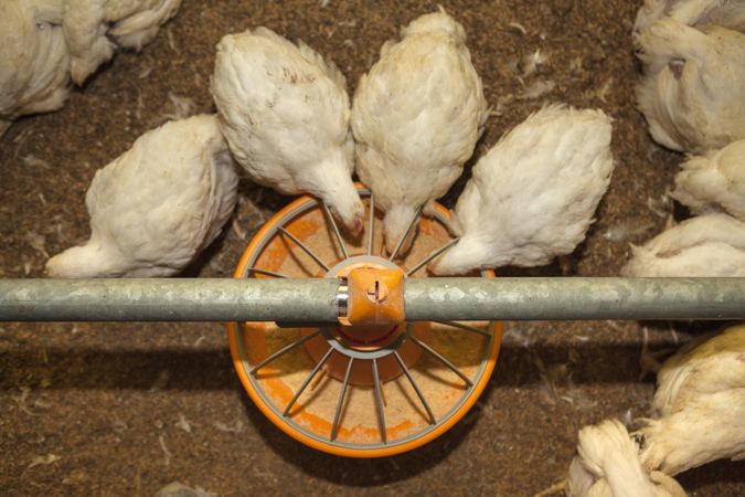 Hungry hens feeding from bird feeder on farm