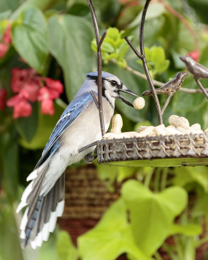 Blue jay eating peanuts