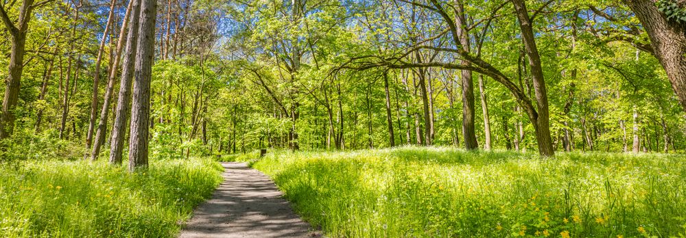Banner of trail in the forest