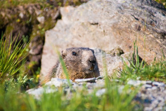 Cute marmot on meadow in Switzerland