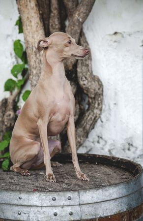 Trained dog sitting on barrel by concrete wall