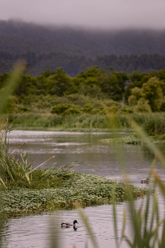 Marshy river on an overcast day