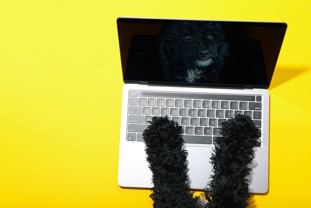 Dog using laptop with keyboard with mockup screen