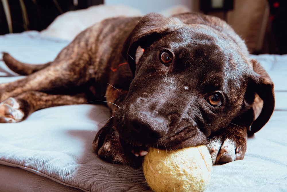 Charming playful dog with ball