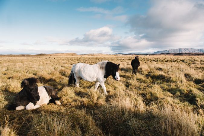 Horses pasturing on field in sunny day