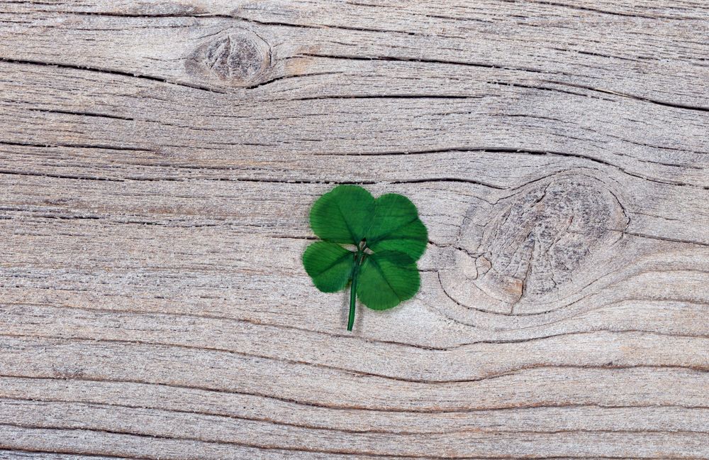 Four leaf clover on rustic wood