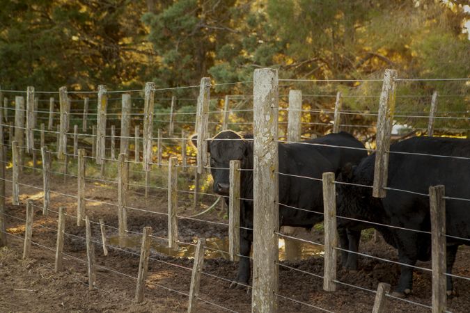 calf in corral on farm