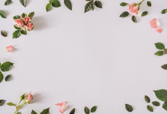 Rose pastel pink flowers and leaves