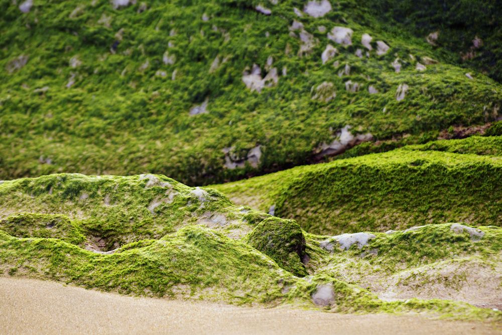 Stony hill covered with moss