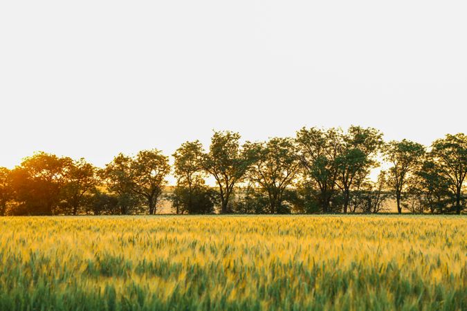 Wheat field at sunset, space for text. Agriculture