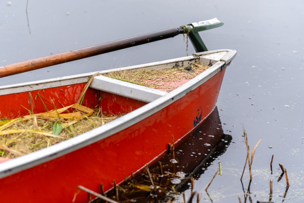 A canoe containing harvested wild rice at Rice Lake NWR in Aitkin County, Minnesota