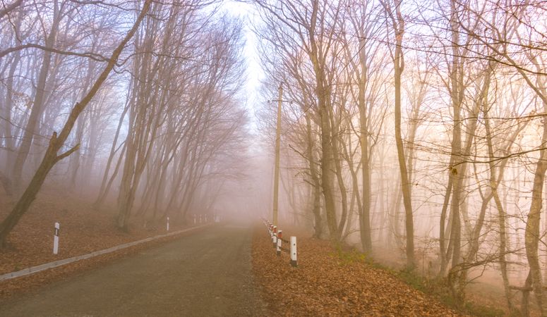 Fog in the forest at dawn