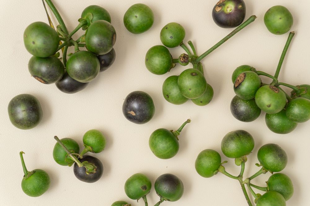 Fresh leunca (Solanum nigrum) berries