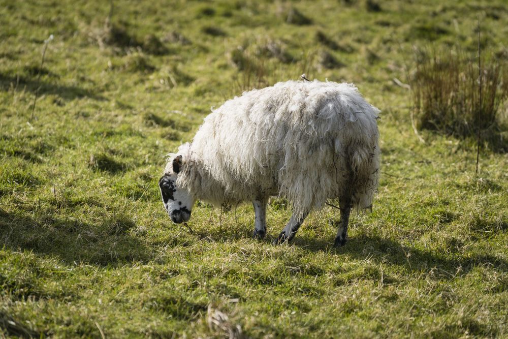 sheep on green spring field