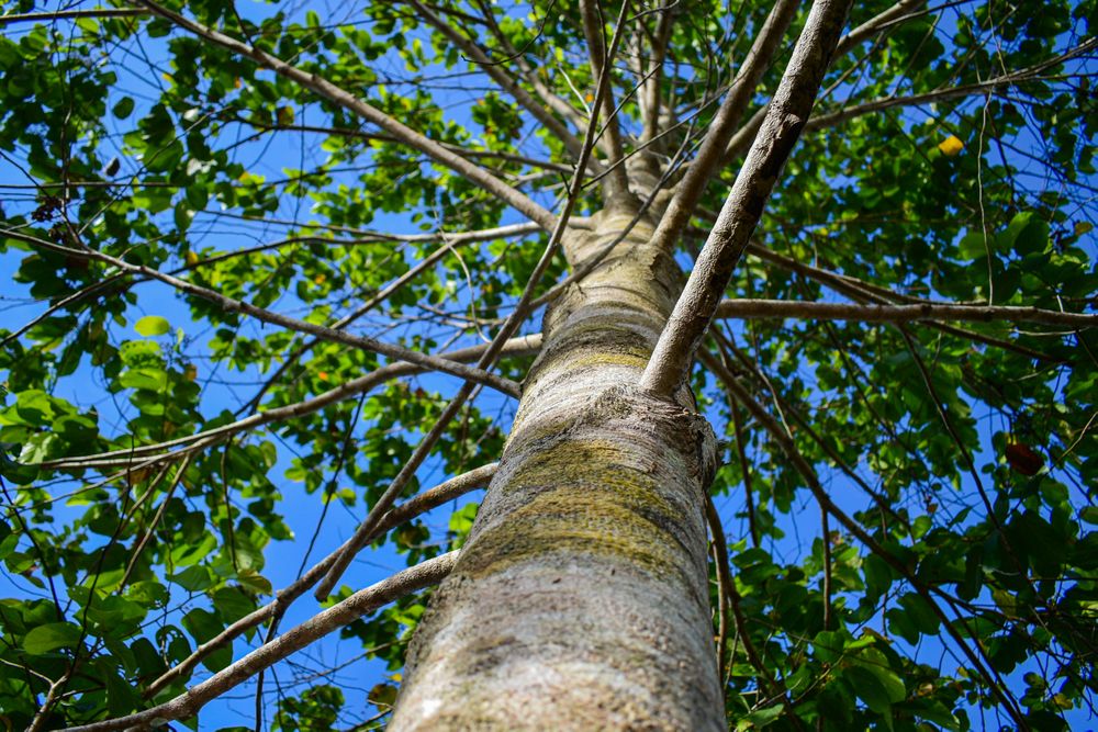 close up of high tree over blue bright sky background