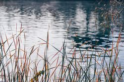Orange plants around of calm pond water in autumn park