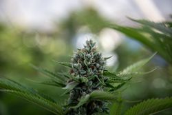 Close up of marijuana bud