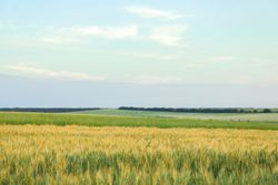 Fields against blue sky, space for text. Agriculture